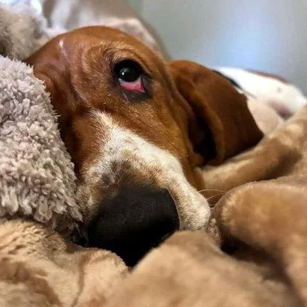Penelope