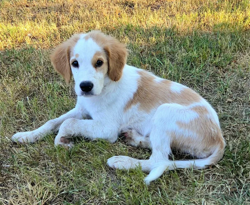 Farley