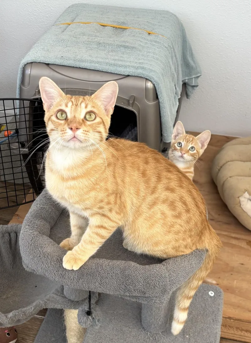 A young medium-sized male Tabby (Orange / Red) Tabby cat named Ricky for adoption in Fresno, CA