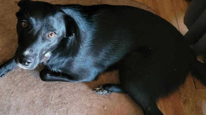 Doody Aka Dodie thumbnail 2