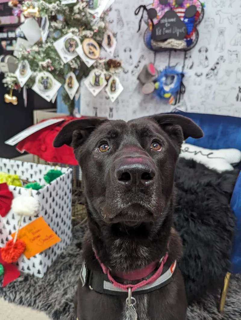 An adult large-sized male Black Labrador Retriever dog named Tobi for adoption in Phoenix, AZ