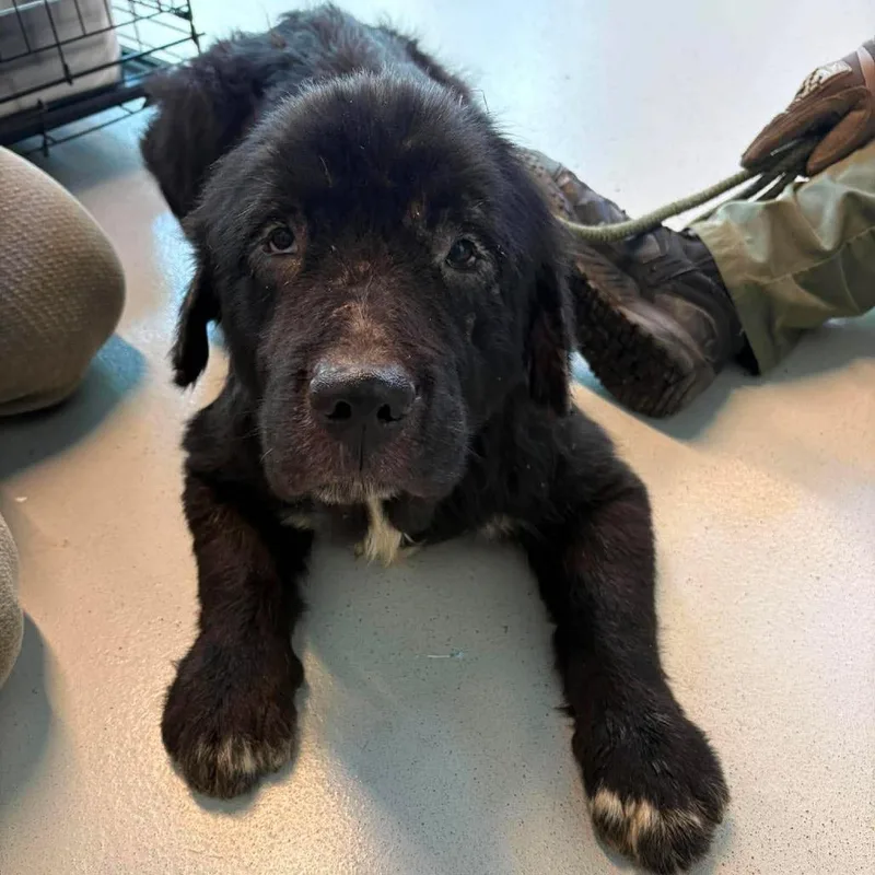 Mr. Darcy Stray Hold