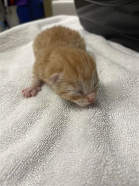 A baby small-sized male Domestic Short Hair cat named Udon for adoption in Easton, MD