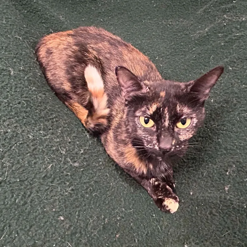 A young medium-sized female Tortoiseshell Domestic Short Hair cat named Rosy for adoption in Portland, OR