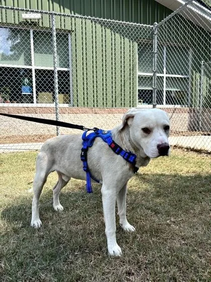An adult large-sized male Terrier dog named b Chowder for adoption in North Charleston, SC
