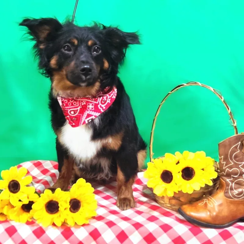 A young small-sized male Black Dachshund dog named Nkystray for adoption in Melbourne, KY