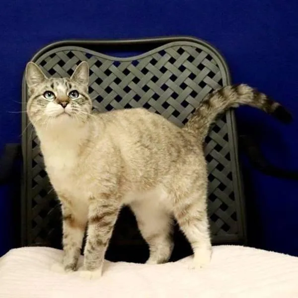 An adult medium-sized male Snowshoe cat named Ravi for adoption in Fort Davis, TX