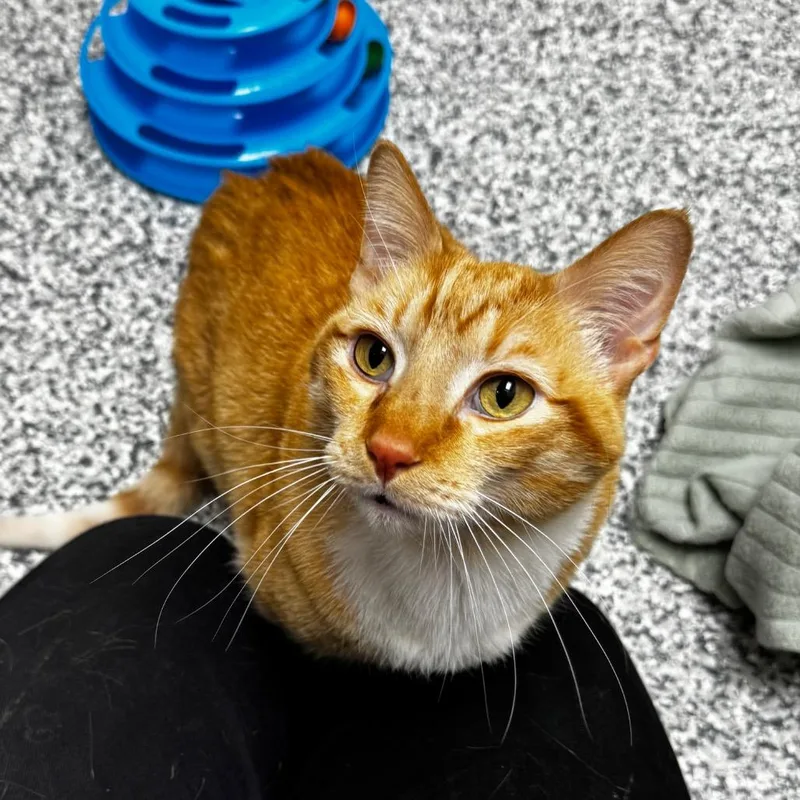 Alistair thumbnail 2