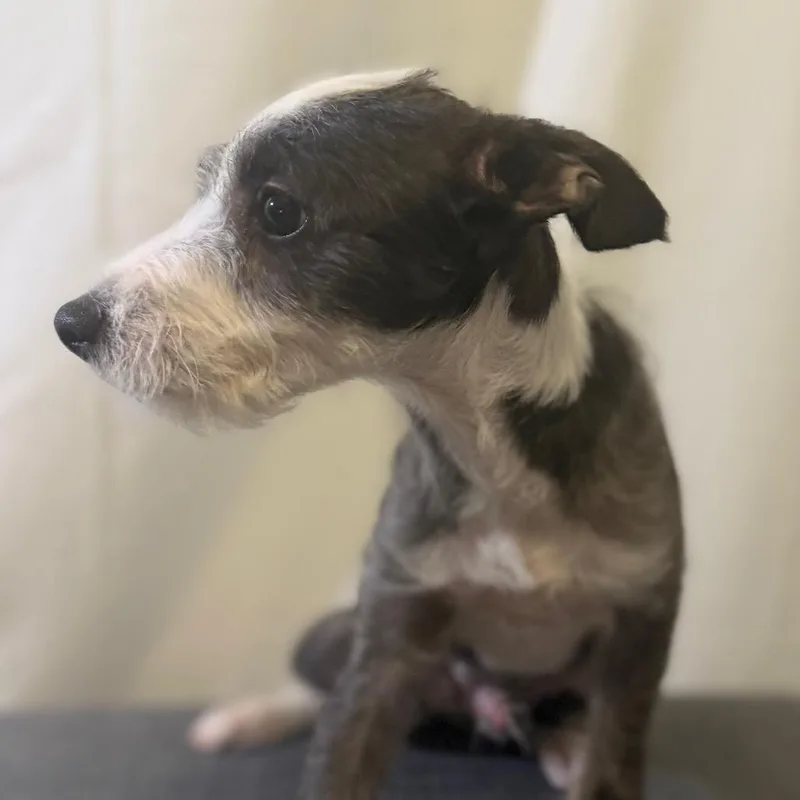 A baby small-sized male Terrier dog named Jimmy Darling for adoption in Las Vegas, NV