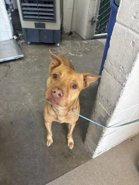 A young medium-sized male Pit Bull Terrier dog named Reyes for adoption in San Bernardino, CA
