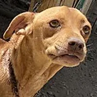 A young medium-sized male Red / Chestnut / Orange Vizsla dog named Chicharron  URGENT for adoption in Thousand Oaks, CA