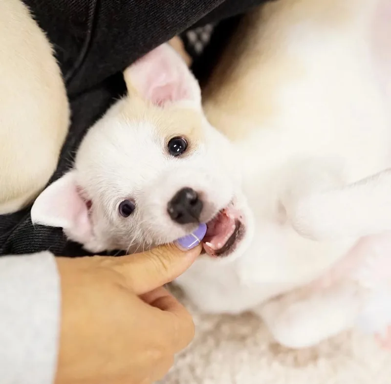Molly thumbnail 3