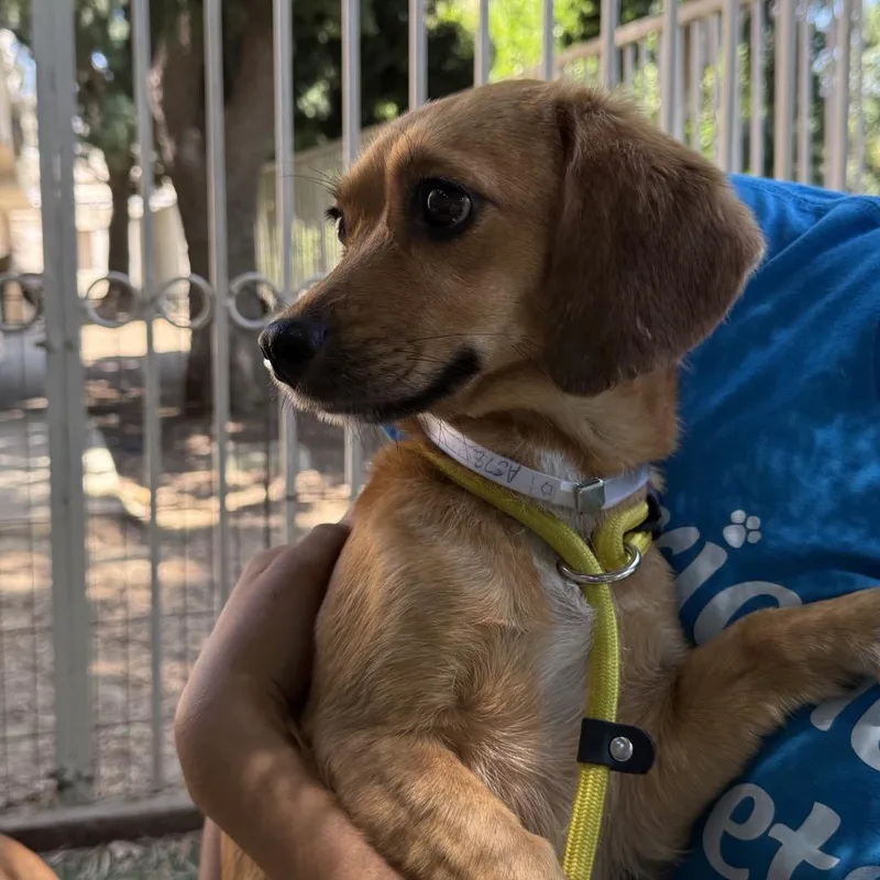 An adult small-sized female Brown / Chocolate Beagle dog named Fluffy  Chino Hills for adoption in Chino Hills, CA