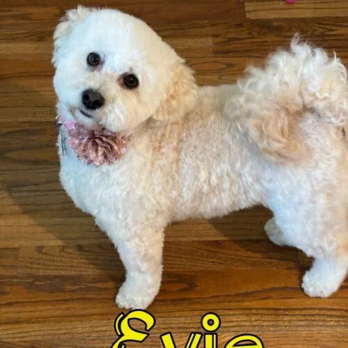 Evie