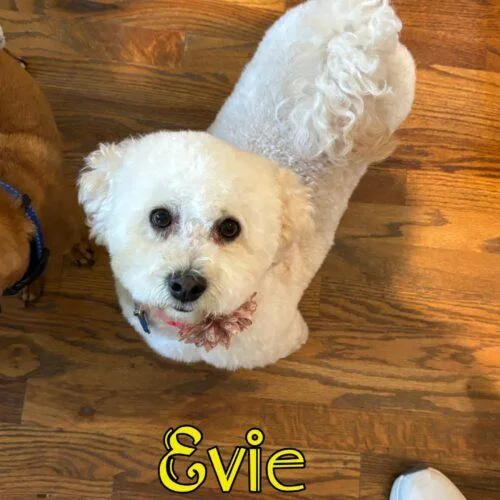 Evie thumbnail 2