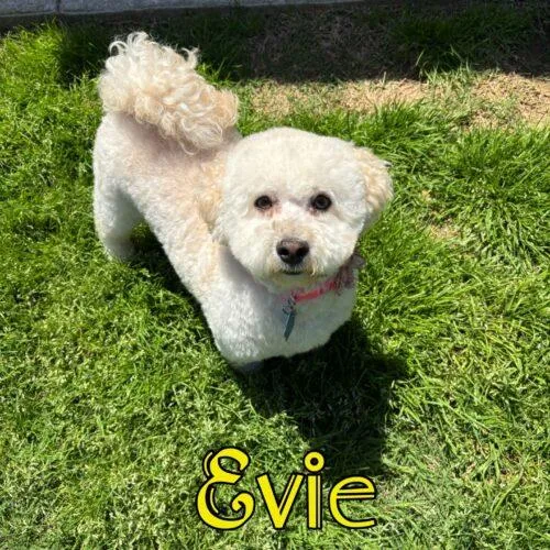 Evie thumbnail 3