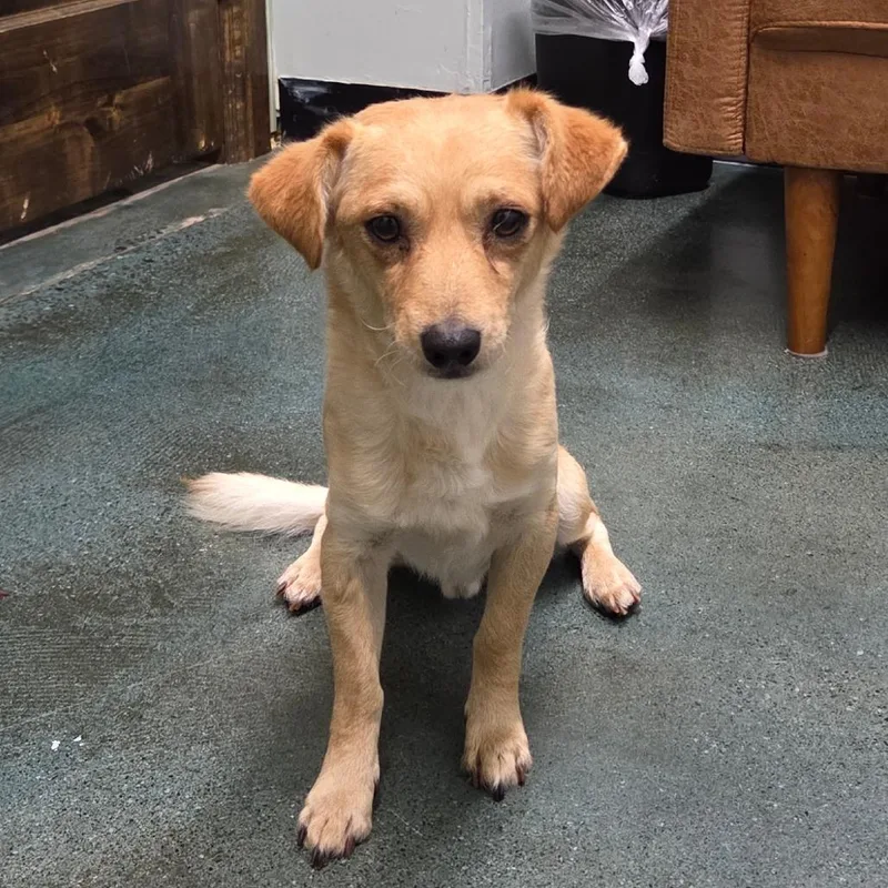 An adult small-sized male Yellow / Tan / Blond / Fawn Spaniel dog named Clay for adoption in Chico, CA