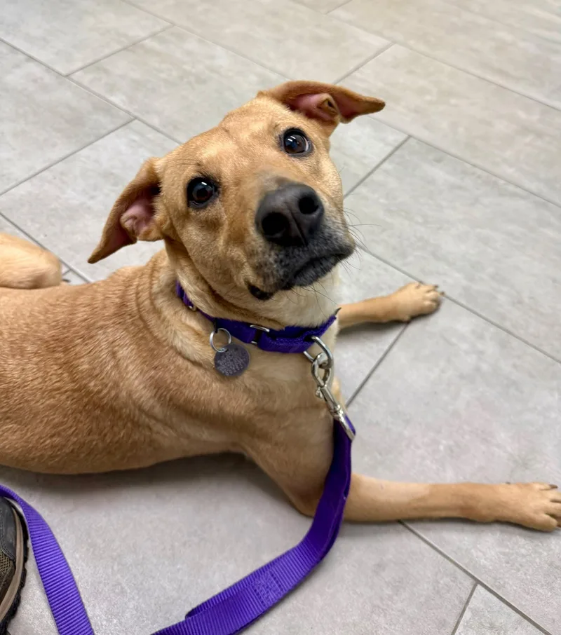 An adult medium-sized female Labrador Retriever dog named Hazel for adoption in Springfield, VT