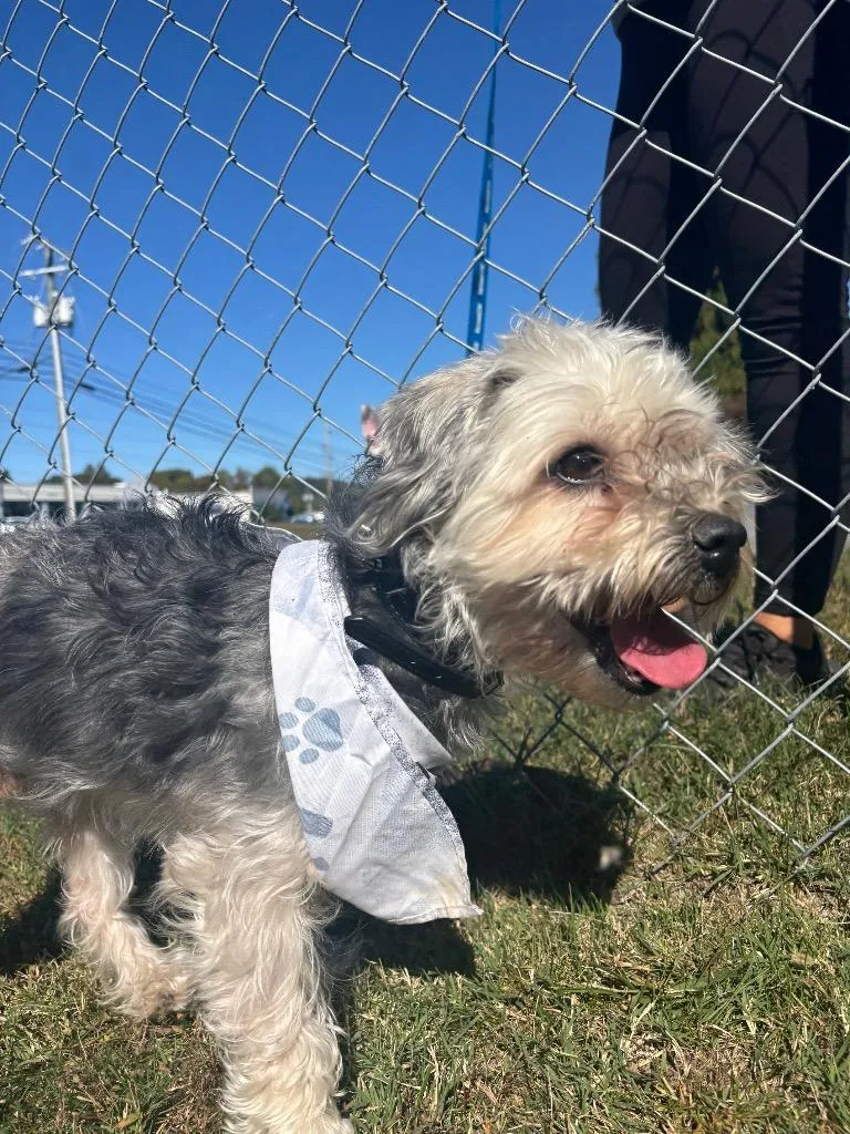 An adult small-sized male Schnauzer dog named Popo for adoption in Blountville, TN