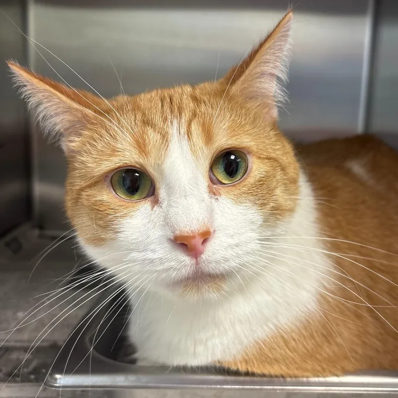 An adult extra large-sized male Orange / Red Domestic Short Hair cat named Theodore for adoption in Waukesha, WI