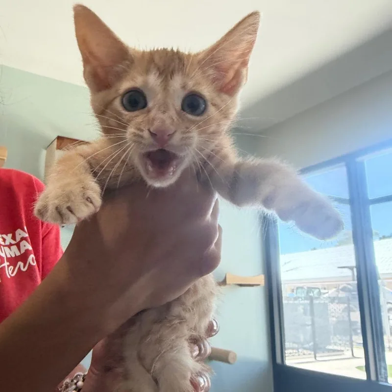 A baby small-sized male Gray / Blue / Silver Domestic Short Hair cat named Oak for adoption in Leander, TX