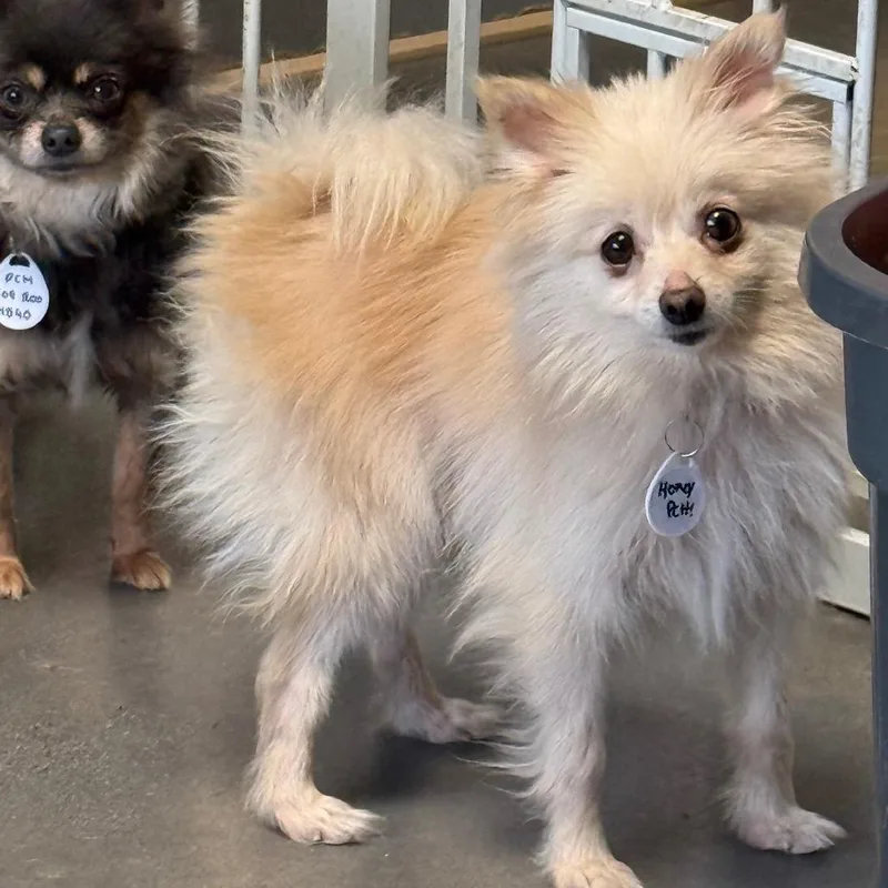 An adult small-sized female White / Cream Pomeranian dog named Honey Butter for adoption in Normal, IL