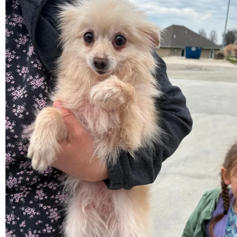 Honey Butter thumbnail 2