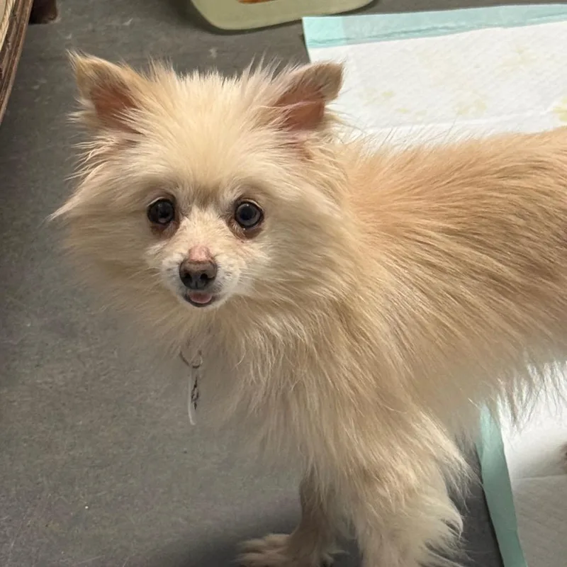 Honey Butter thumbnail 3