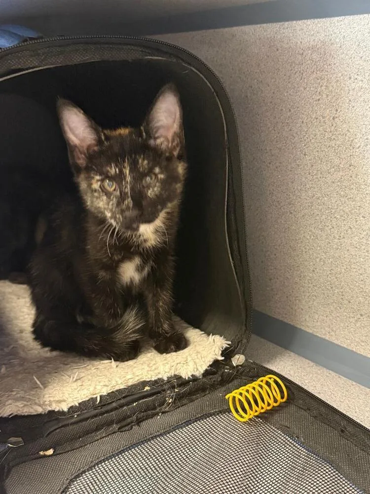 A baby small-sized female Black Domestic Short Hair cat named Pearl for adoption in Breinigsville, PA