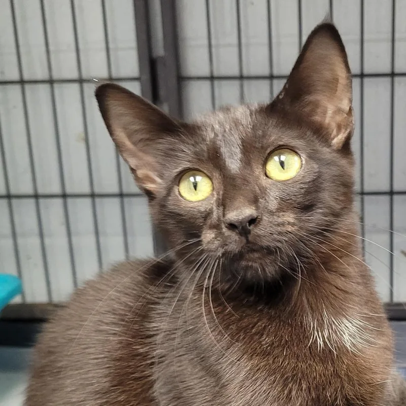 A baby small-sized female Black Domestic Short Hair cat named Monica for adoption in Duncan, OK