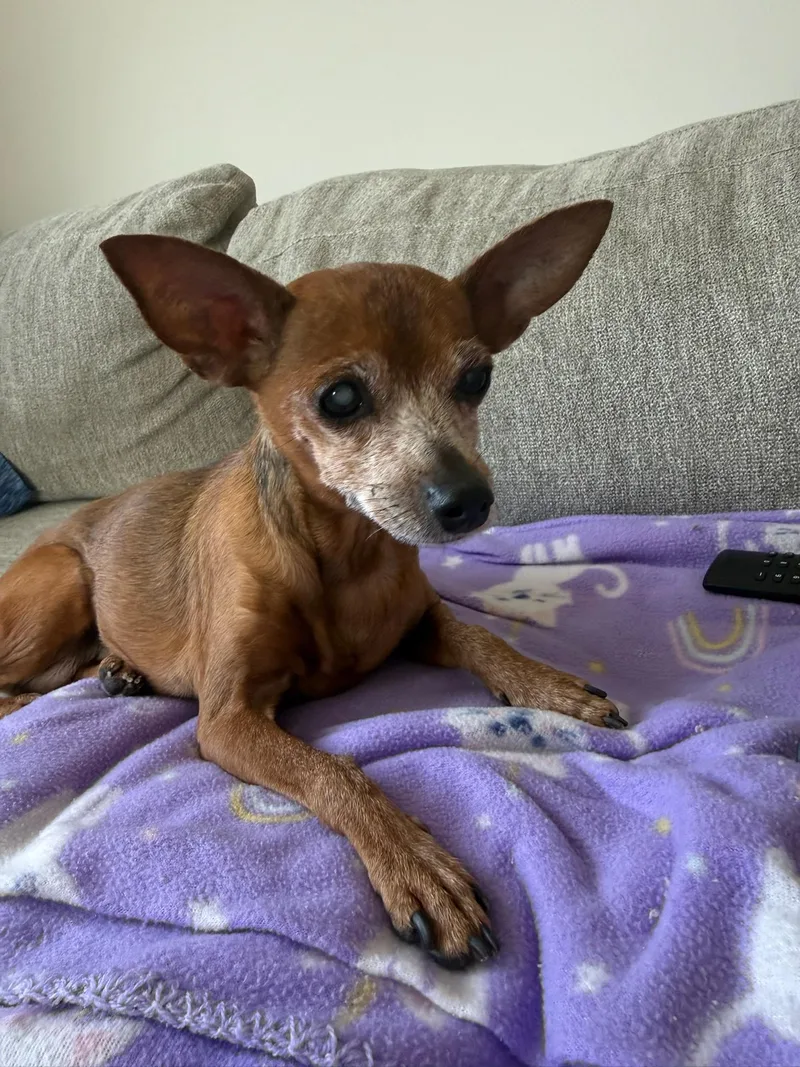 A senior small-sized female Red / Chestnut / Orange Miniature Pinscher dog named Bailey for adoption in Nashville, TN