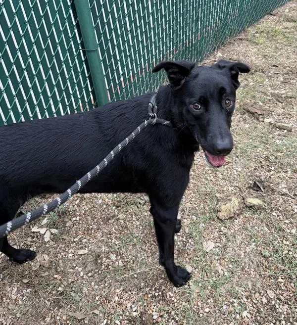 An adult large-sized female Labrador Retriever dog named Seadra for adoption in Austin, TX