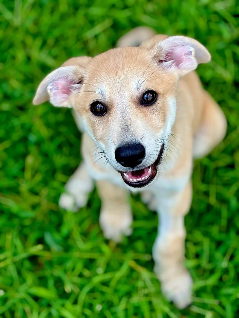 Puppy Mr.tubbs thumbnail 3