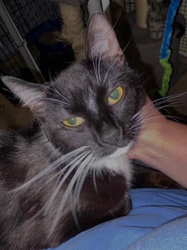 An adult medium-sized female Black Domestic Short Hair cat named Blossom for adoption in North Babylon, NY