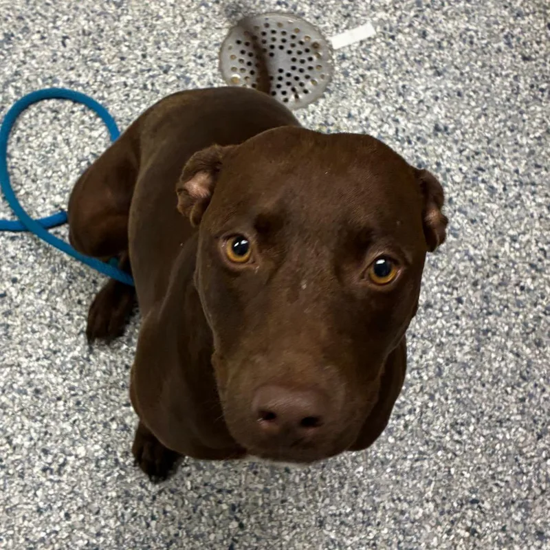 An adult medium-sized female Brown / Chocolate Chocolate Labrador Retriever dog named Cranberry for adoption in Birmingham, AL