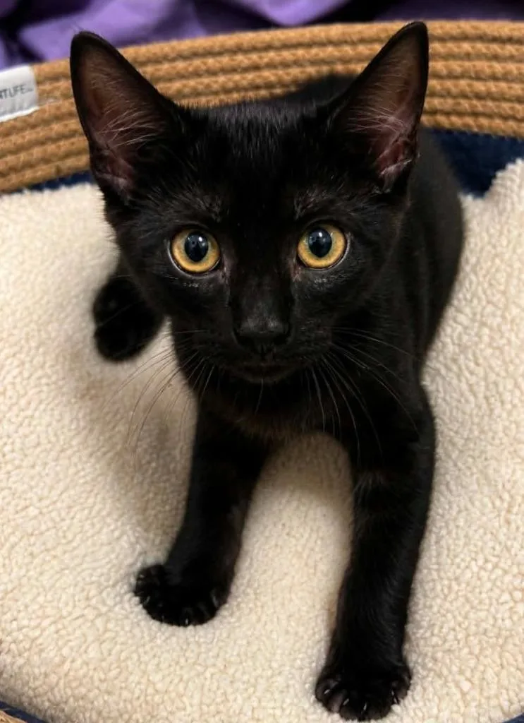A baby medium-sized male Domestic Short Hair cat named Dubai Chocolate Chip for adoption in El Dorado, AR