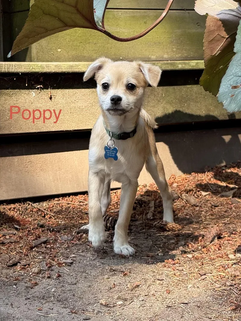 Poppy