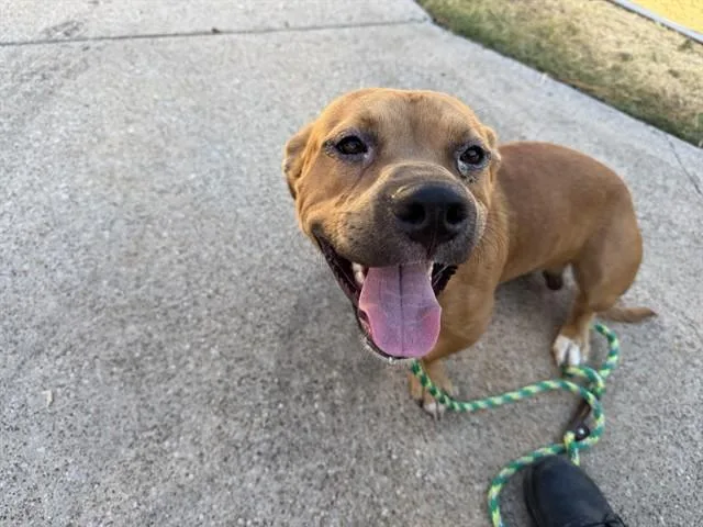 An adult large-sized male Pit Bull Terrier dog named Ted for adoption in Garland, TX