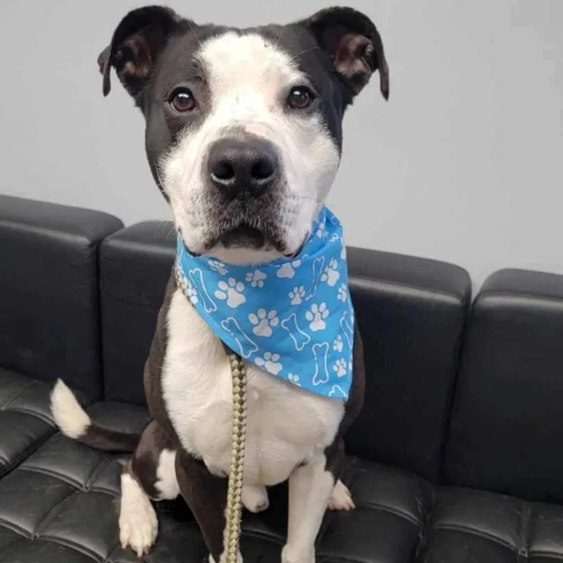 Norman Rockwell thumbnail 2