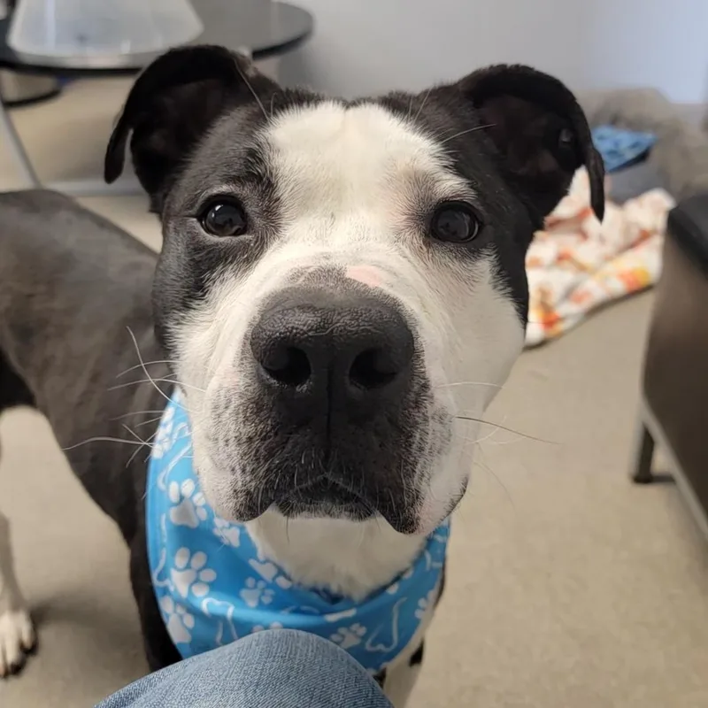 Norman Rockwell thumbnail 3