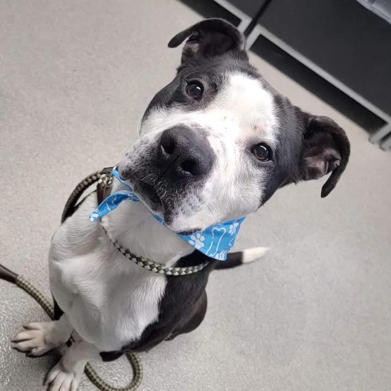 Norman Rockwell thumbnail 4