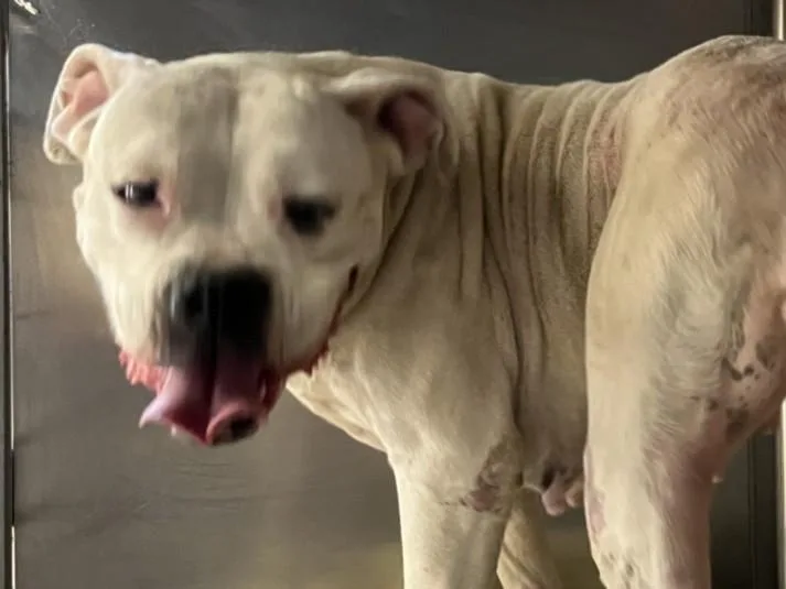 An adult large-sized female Boxer dog named Duchess for adoption in San Pedro, CA