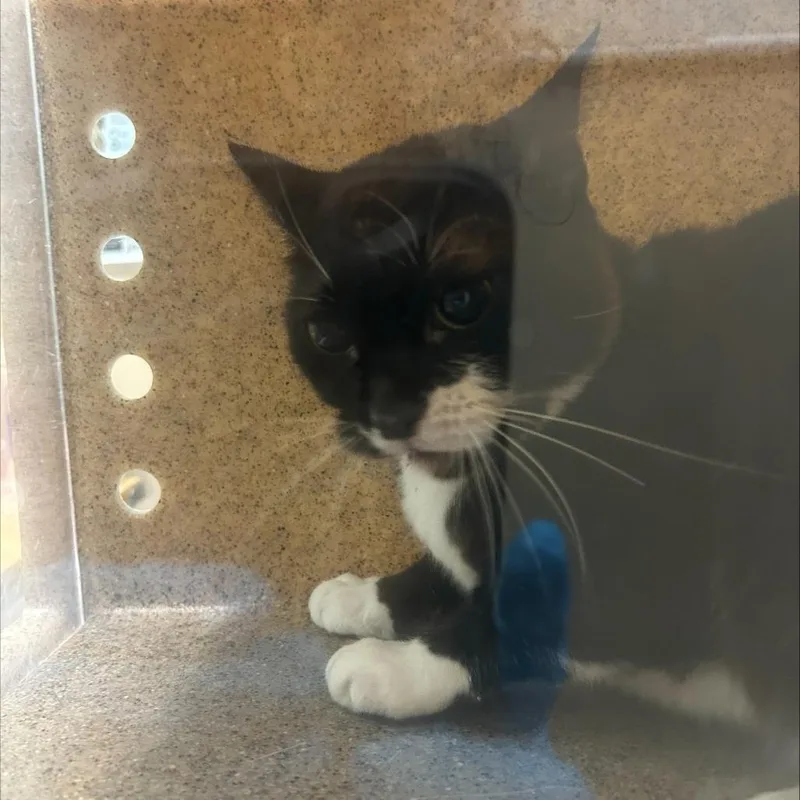 A young medium-sized female Black Domestic Short Hair cat named Tink for adoption in Tacoma, WA