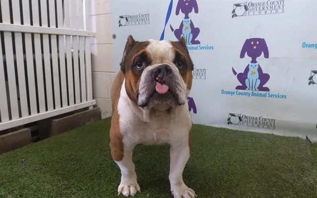 A young medium-sized male American Bulldog dog named Charlie for adoption in Orlando, FL