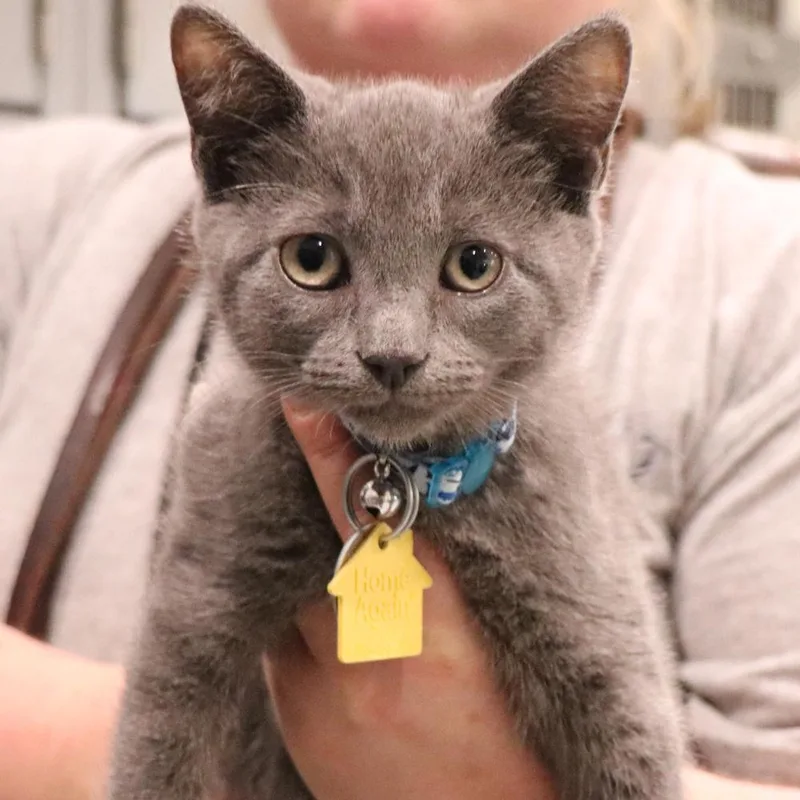 A baby small-sized male Domestic Short Hair cat named Rocket for adoption in Port Washington, NY