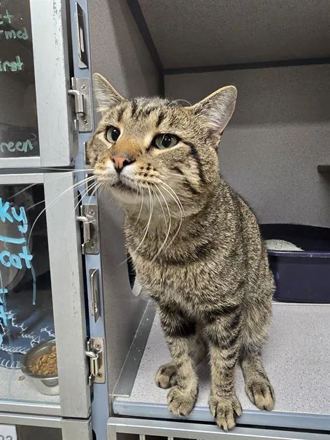 A young small-sized male Domestic Short Hair cat named Slinky for adoption in Aliquippa, PA