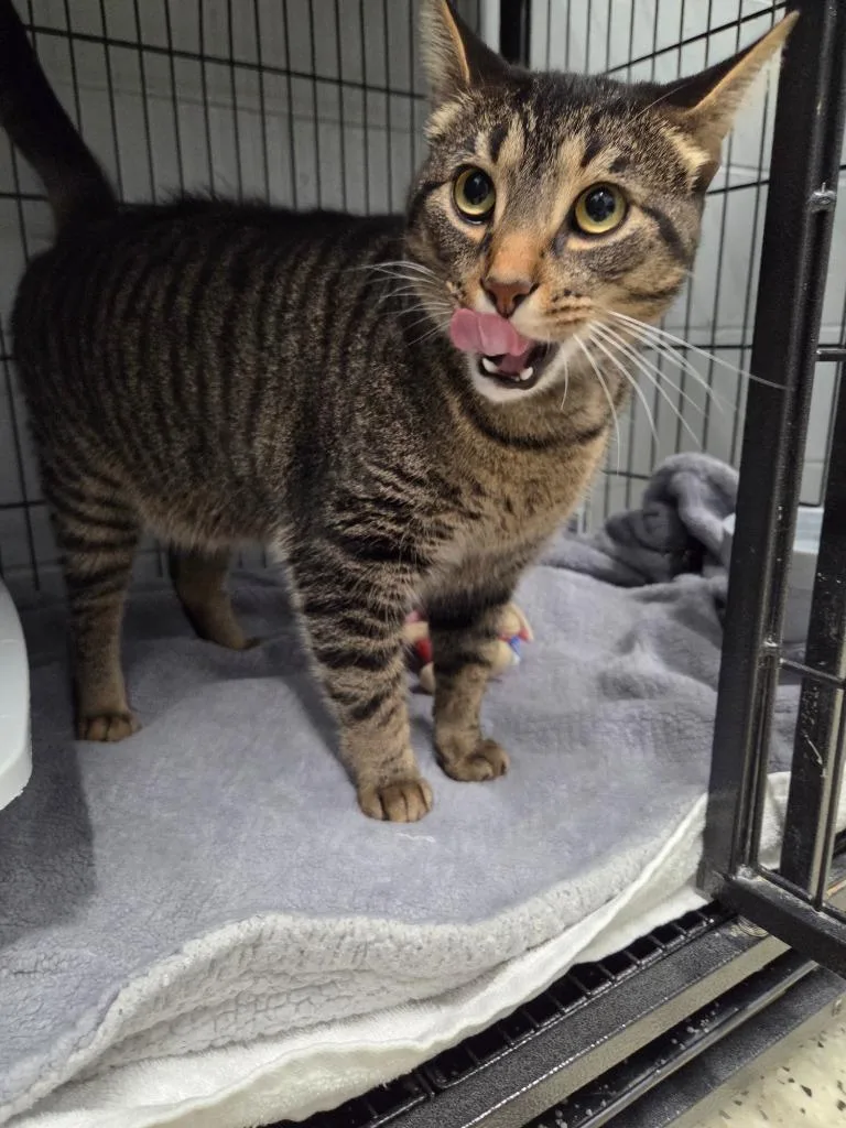 An adult large-sized male Domestic Short Hair cat named Fry for adoption in Muskegon, MI