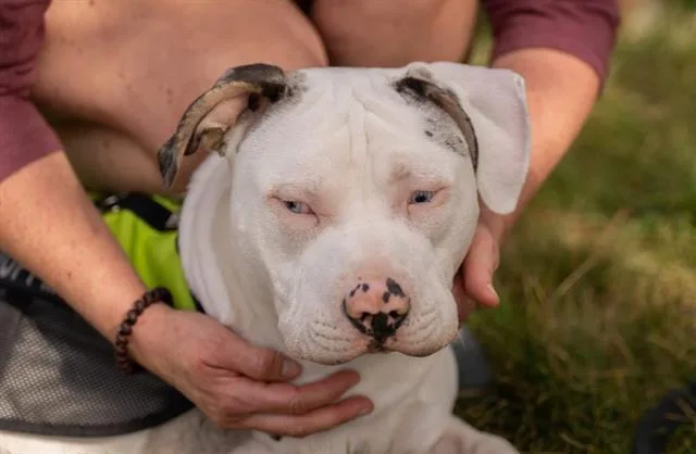 A young medium-sized male Pit Bull Terrier dog named Smokey for adoption in Fairfield, CA