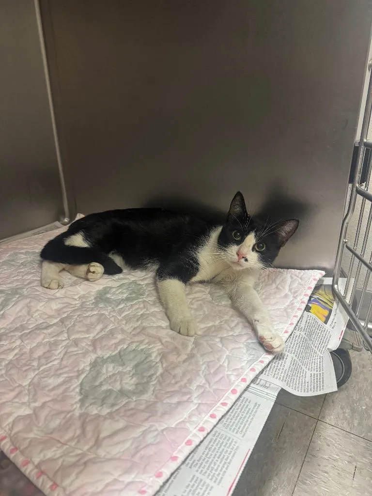 A young medium-sized male Domestic Short Hair cat named Furman for adoption in Sorrento, LA
