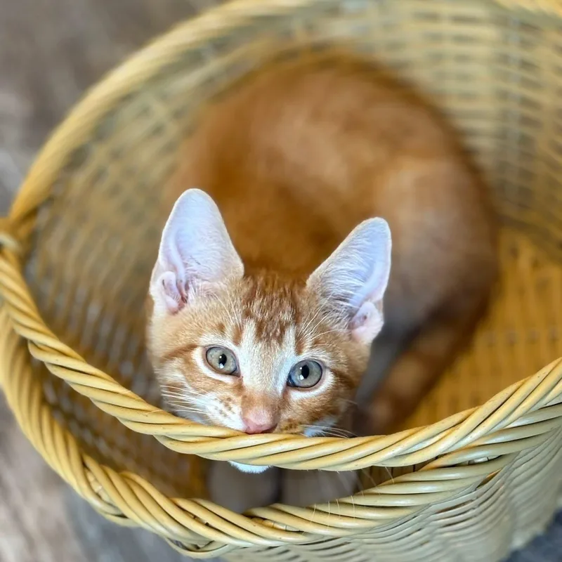 A baby medium-sized male Tabby (Orange / Red) Domestic Short Hair cat named Zeke for adoption in Queen Creek, AZ